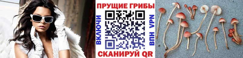 Купить где  Зея  Галлюциногенные грибы Cubensis 